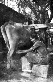 Ella at Brookville milking her cows.JPG